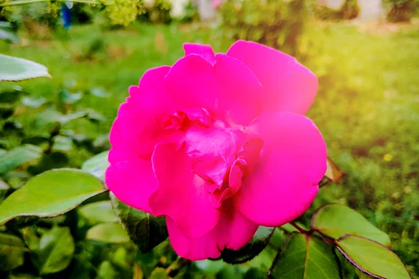 Belle rose rouge dans un jardin, printemps, nature . — Photo