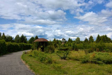 Baharda ya da yazın güneşli bir günde genç yeşil bir parkın güzel manzarası.