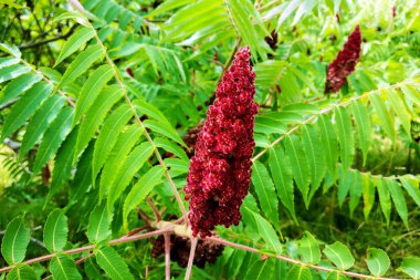 Kanlı Amaranth. Amaranthus bahçede panikledi. Doğa.