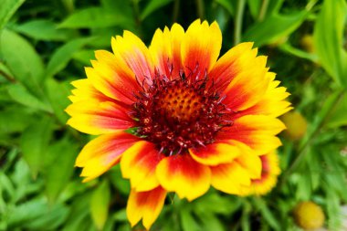 çiçek - boşluk Hintli bir battaniyeyle closeup.