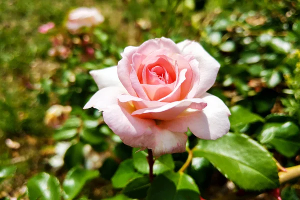 Rosa rosa rosa flores no arbusto de rosa no jardim no verão ou na primavera . — Fotografia de Stock