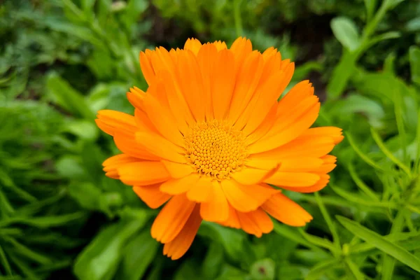 Květinový kalendář officinalis, květináč, zahrada nebo anglický marigold na rozmazaném zeleném pozadí. Calendula za slunečného letního dne. Detailní záběr léčivé byliny v kalendáři na čaj nebo olej. — Stock fotografie