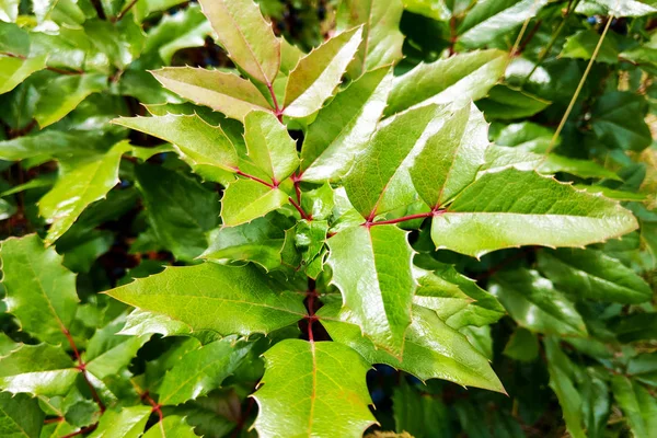 View of green rose leaves, background, copyspace. — 스톡 사진