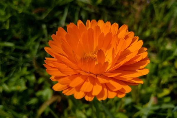 Kwiat calendula officinalis, garnek, ogród lub angielski marigold na rozmytym zielonym tle. Calendula w słoneczny letni dzień. Zbliżenie ziół Calendula Medicinal do herbaty lub oleju. — Zdjęcie stockowe