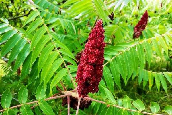 Kanlı Amaranth. Amaranthus bahçede panikledi. Doğa.