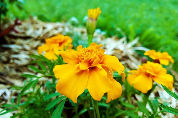 Zbliżenie na pomarańczowe i żółte francuskie kwiaty marigold w ogrodzie. — Zdjęcie stockowe