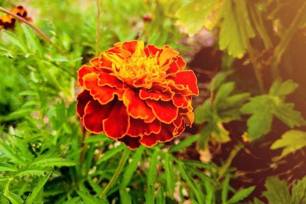 Közelkép a narancssárga és sárga francia körömvirág a kertben. — Stock Fotó