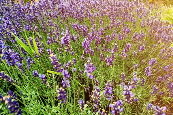 Nahaufnahme Bild von violetten Lavendelblüten auf dem Feld bei sonnigem Tag. — Stockfoto