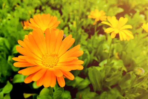 Flower with leaves Calendula, garden or English marigold on blurred green background. Close up of Medicinal Calendula herb. — Stock Photo, Image