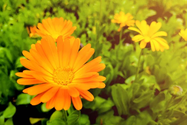 Fiore con foglie Calendula, giardino o calendula inglese su sfondo verde sfocato. Avvicinamento delle erbe medicinali Calendula . — Foto Stock