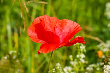 Mısır Tarlası Poppy Çiçekleri Baharda Papaver rhoeas.