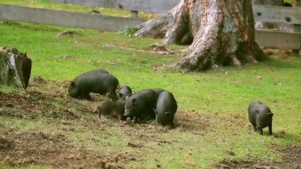 Plusieurs Petits Cochons Vietnamiens Paissent Sur Pelouse Avec Herbe Verte — Video