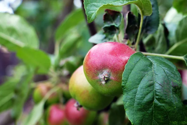 Κόκκινα μήλα σε κλαδί μηλιάς, φύση. — Φωτογραφία Αρχείου