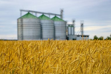 Sarı buğday tarlası veya arpa tarlası, arka planda tahıl kurutma kompleksi odak grubundan.