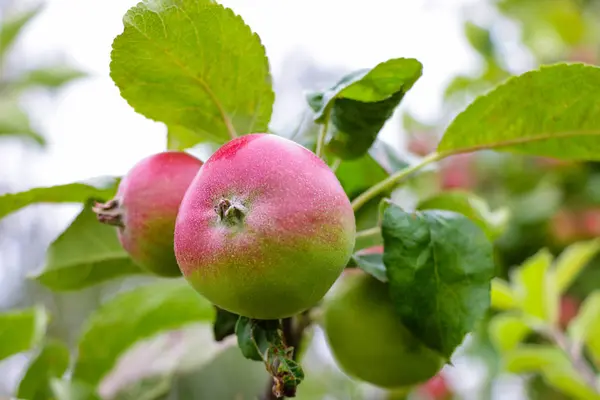 Κόκκινα μήλα σε μήλο υποκατάστημα δέντρο στον κήπο. — Φωτογραφία Αρχείου