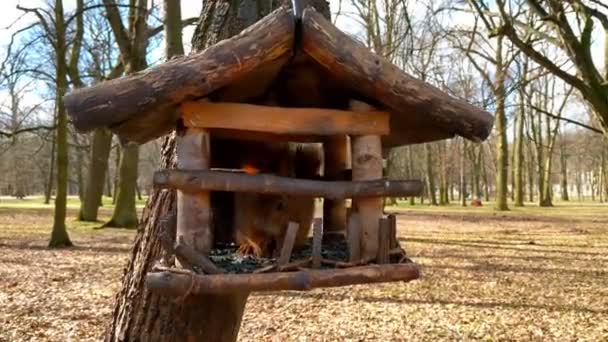 Écureuil Mangeant Dans Mangeoire Oiseaux Bois Dans Parc Écureuil Alerte — Video