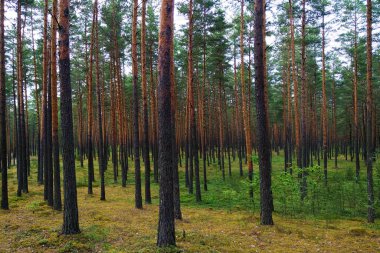 Puslu kozalaklı orman, sabah güneşiyle aydınlanıyor..