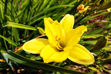 Bahçede açan güzel sarı zambak manzarası.