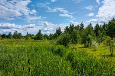 Baharda ya da yazın yeşil bir parkın güzel manzarası, mavi gökyüzü ve beyaz bulutlar..