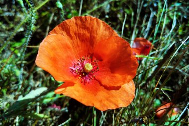 Mısır Tarlası Poppy Çiçekleri Baharda Papaver rhoeas.