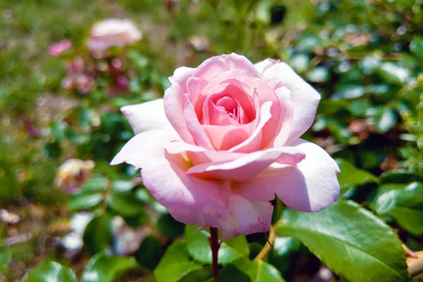 Bela rosa flores cacho no jardim . — Fotografia de Stock