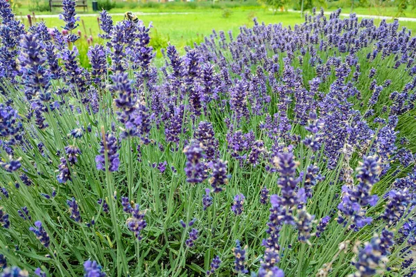 Imagem de close-up de flores de lavanda violeta no campo em dia ensolarado . — Fotografia de Stock