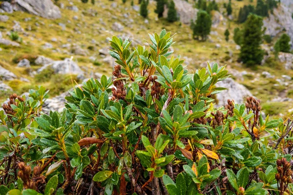 露滴と緑の山の植物の眺め. — ストック写真