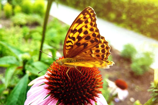 Borboleta bonita em flor colorida no jardim . — Fotografia de Stock