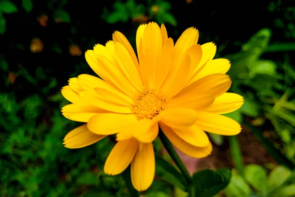 Calendula virág és levél Calendula officinalis, pot, kert vagy angol körömvirág növény, természet zöld háttér. Calendula virág a nyári napon. — Stock Fotó