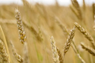 Tarladaki buğday kulağı. Doğal bileşim.