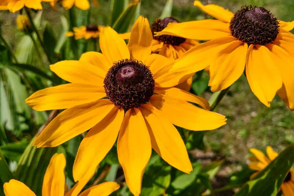 Bright yellow rudbeckia or Black Eyed Susan flowers in the garden. — Stock Photo, Image