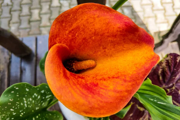 Bouquet of orange calla lilies in the garden. — Stock Photo, Image