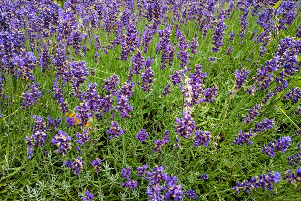 Квіткове поле Лаванди, свіжі фіолетові ароматичні квіти для природного фону. Фіолетове лавандове поле . — стокове фото