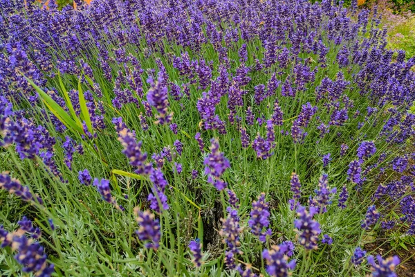 Lavendelblütenfeld, frische lila aromatische Blüten für natürlichen Hintergrund. violettes Lavendelfeld. — Stockfoto