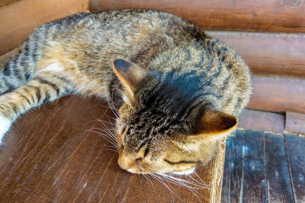 Beautiful dark cat lies on the table and sleeps. — Stock Photo, Image