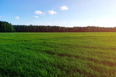 Güneşli bir ilkbahar ya da yaz gününde yeşil bir tarla görünür..