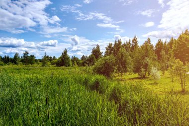 Baharda ya da yazın yeşil bir parkın güzel manzarası, mavi gökyüzü ve beyaz bulutlar..