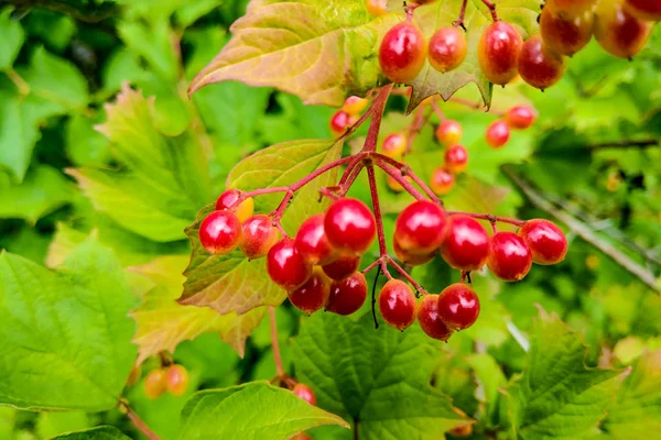 Piros a labdarózsa egy fa ága a vörös viburnum a kertben. — Stock Fotó