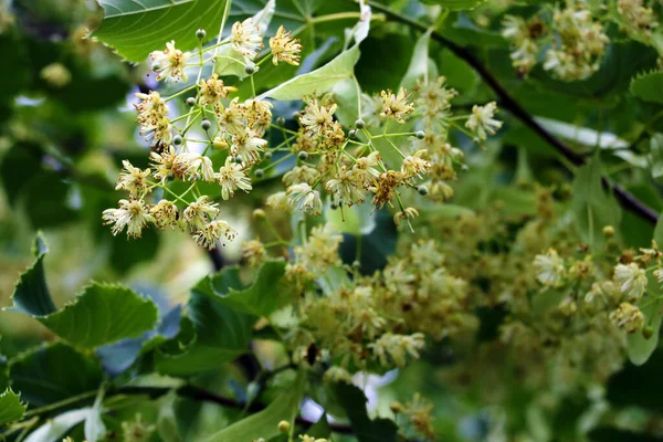 Рослина листяного дерева Лінден цвіте навесні.. — стокове фото