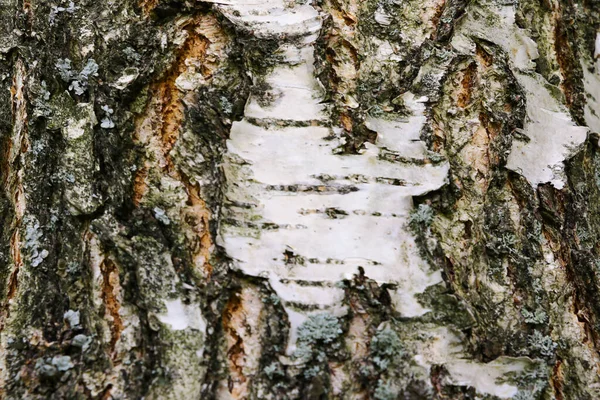 Birch-bark-tekstur. Tett sikt. bakgrunn . – stockfoto