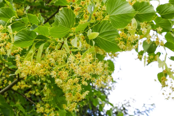 Linden Tree lima árvore flor de tília na primavera . — Fotografia de Stock