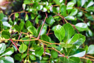 Ağaç dalları ve dokusundan güzel yeşil arkaplan.