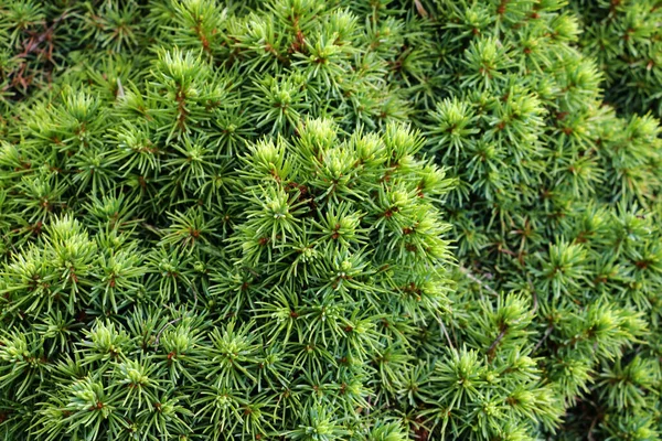 Green needle pine tree in the spring, park. — Stock Photo, Image