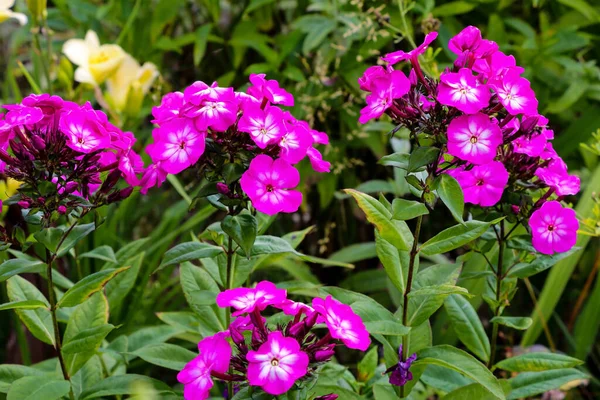 Phlox paniculata Jardim phlox em flor. Natureza, flores — Fotografia de Stock