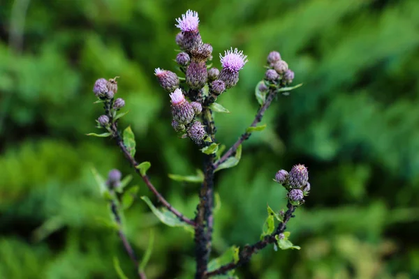 Blooms from marsh thistle in the summer. — Stock Photo, Image