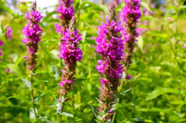 acı bakla alan pembe mor ve mavi çiçekli. Lupines yaz çiçek arka plan avuç.