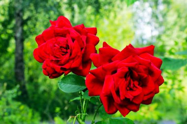 Bahçedeki çalılıklarda kırmızı güller. Doğa.