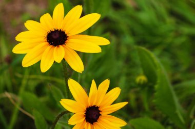 Siyah gözlü Susan. Ortadaki Rudbeckia Hiro çiçeği.