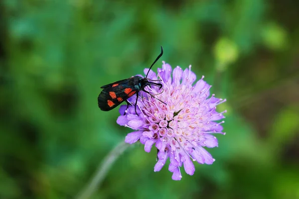 Scabiosa columbaria, speldenkussen bloem in de zomer. — Stockfoto