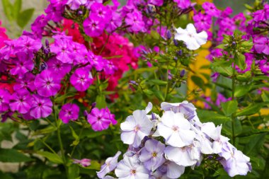 Bahçe mor feniks. Phlox paniklemiş yaz çiçekleri.